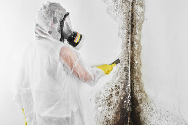 Best Certified Mold Removal  in Shinnston, WV