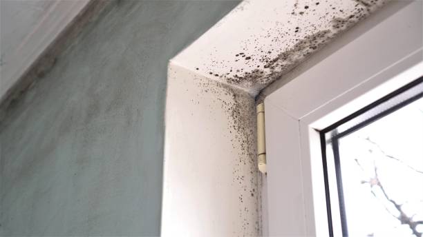 Best Attic Mold Removal  in Shinnston, WV