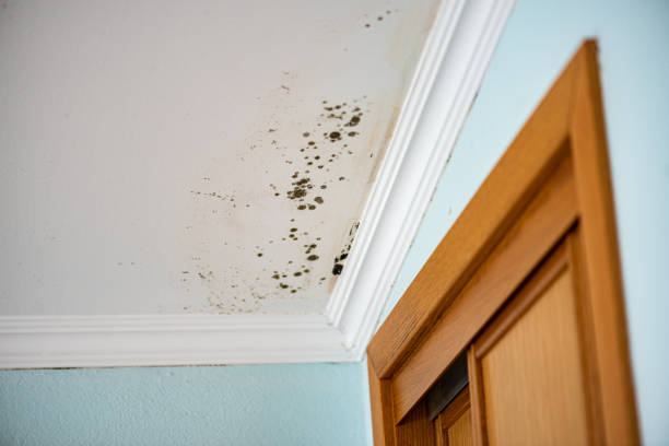 Best Certified Mold Removal  in Shinnston, WV