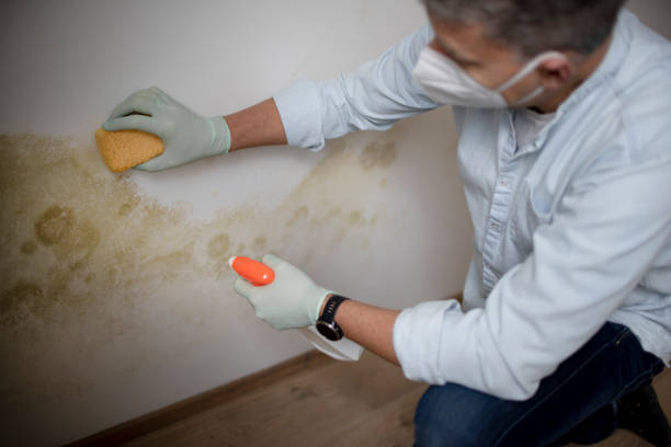 Best Home Mold Removal  in Shinnston, WV