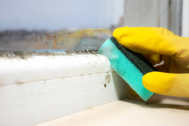 Best Mold Testing  in Shinnston, WV