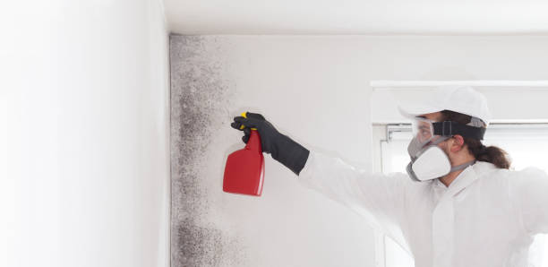 Best Commercial Mold Removal  in Shinnston, WV