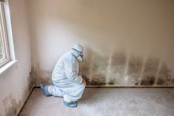 Best Local Mold Removal Service  in Shinnston, WV