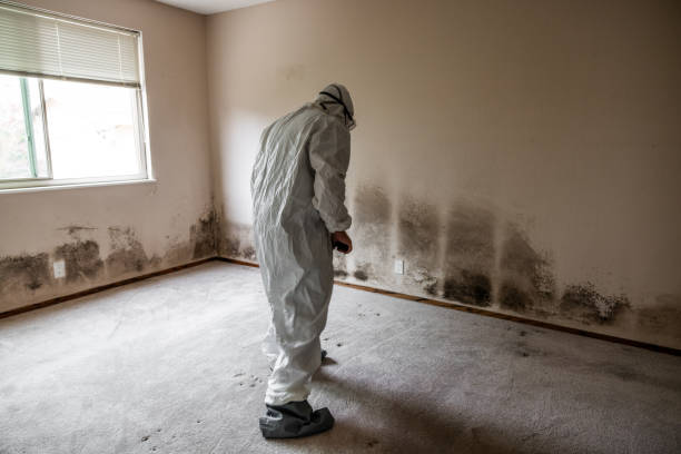 Best Affordable Mold Removal  in Shinnston, WV