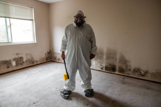 Best Fast Mold Removal  in Shinnston, WV