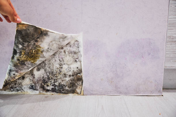 Best Mold Removal Company Near Me  in Shinnston, WV